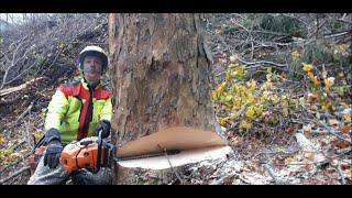 Tree felling with Stihl MS 500i