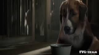 un perro increible pelicula completa en español latino