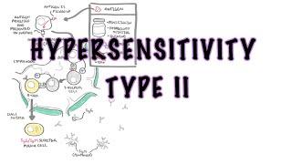 Hypersensitivity Type II (Cytotoxic reaction) - causes, pathophysiology,  complement system