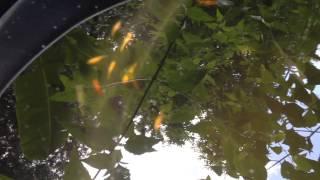 New Hobby - Koi Pond