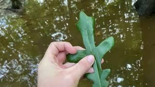 Quercus lyrata (overcup oak)