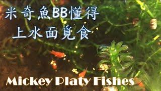 米奇魚BB 懂得上水面覓食 Mickey Platy Fishes (13 MAY 2021)