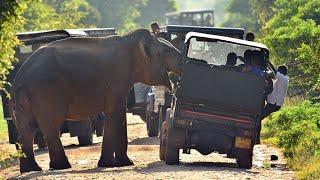 Elephant attack Yala national park || Elephant attack safari jeep || @ceylonwildsafari1294