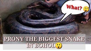 PRONY THE BIGGEST PHYTON SNAKE IN BOHOL #PHYTON SNAKE #BIGGEST SNAKE #BOHOLPH