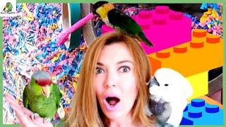 DIY Parrot Toys | Bird Toy Making Haul | Parrot Party