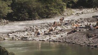 The Sillschlucht is a natural paradise!