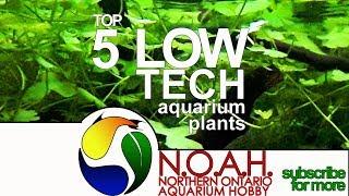 Top 5 Low Tech Aquarium Plants for Beginners, Experts & Everyone!