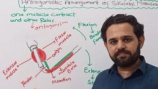 Antagonistic arrangement of muscles | Class 12 | NBF | FBISE