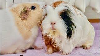 New Guinea Pig Introduction & Bonding