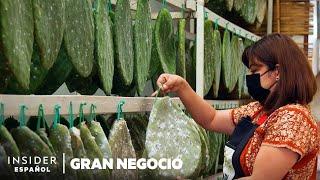 Por qué el insecto de cactus en tintes rojos vale $35.000.000.000 | Gran negocio | Insider Business