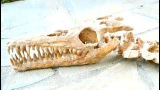 Man Claims That He Discovered A Huge Dragon Skeleton Deep Inside A Cave