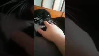 Усатые хвостатые