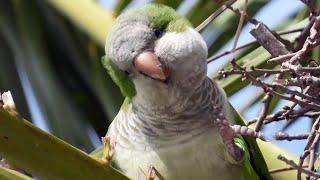 Parakeets Growing Up Wild