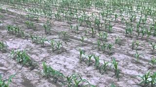 No-till corn looks better than conventionally planted corn in wet spring!