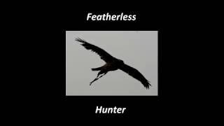 Goshawk hunting/training flights