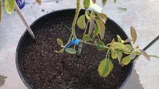 How to grow a strong avocado tree by staking and when to remove them. Watch for the bonus at the end