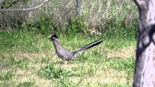 Mr. & Mrs. Road Runner