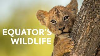 Living on the Line: The Incredible Wildlife of the Equator