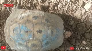 Spending time with the Tortoise || Diary of a Ga Man @okunkapixels