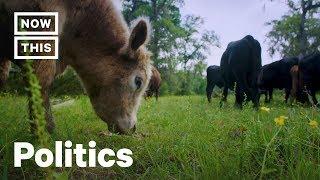 Texas Cattle Ranchers Go Vegan, Turn Farm Into Animal Sanctuary | NowThis