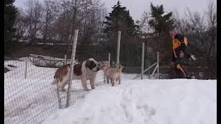 Labrador sulla neve