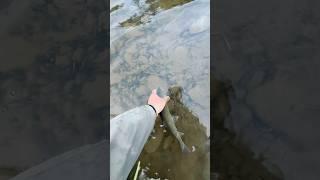  Краснокнижный сахалинский  таймень