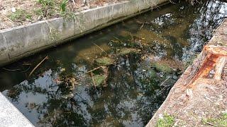 高級生物が大量に獲れるドブ川