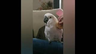 1 Year Adoption Anniversary for Ozzie the Cockatoo! Best of Compilation