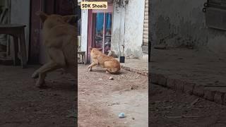 Prank with dog #funny #prank #shahzad #sdk #shoaib #fun #dog