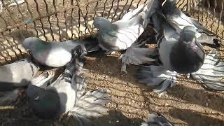 Стеценко Борис-Сизые среднеазиатские голуби