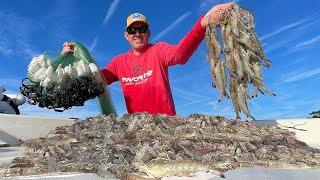 Catching Thousands of Wild Shrimp in a Huge Cast Net (Catch Clean & Cook)