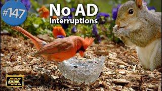 Uninterrupted TV for Cats  8 Hours of Birds  and Squirrels Feeder No ADs CatTV ASMR