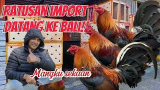 RATUSAN AYAM IMPORT DI DATANGKAN KE BALI || banyak ayam MARK LIMPBIZKIT 