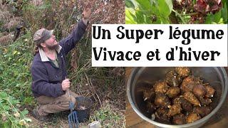 Un Super légume d'hiver et vivace ! (Apios americana)