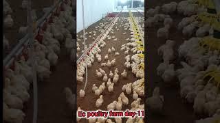 EC poultry farm #villlage #farming #channel