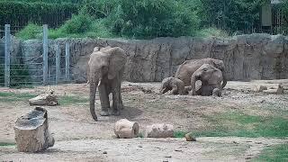 Watch as Reid Park Zoo's elephants cool off in the mud