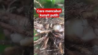 Cara mencabut kunyit putih #shorts #vidioshorts #viral #kunyitputih #kunyitasem#kunyithitam #kunyit