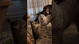 Doggo be like, "I don't fight with kids" | Funny Dog | Death to Boredom #Shorts