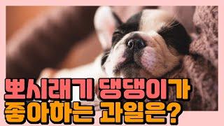 우리 집 막둥이~ 우리 강아지가 먹으면 몸에 좋은 과일은 어떤 것이 있을까?