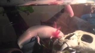 Vicious axolotl attack