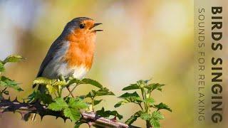 Birds Singing - 11 Hour Bird Sounds Relaxation, Soothing Nature Sounds, Birds Chirping