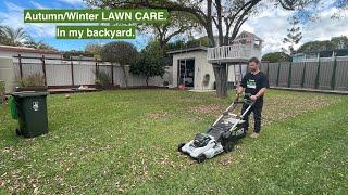 OUT IN MY BACKYARD. AUTUMN/WINTER LAWN CARE. LEAF MILLIONAIRE.