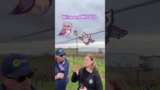 Drinking Wine  with Owls  #wine  #winetasting #californiawine #winelovers  #instawine #redwine