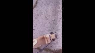 Прогулка с мопсом Алей/Прикольный мопсятник))