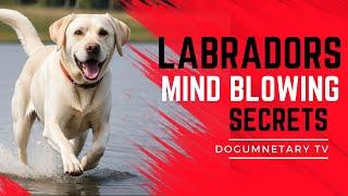 MIND-BLOWING Labrador Secrets Revealed by Pro Breeders