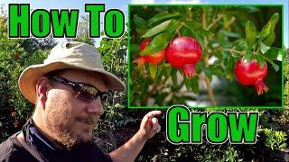 How To Grow An Abundance Of Pomegranates At Home | Gardening Tips That Work!