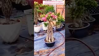 Amazing Adenium Plant Growing Method