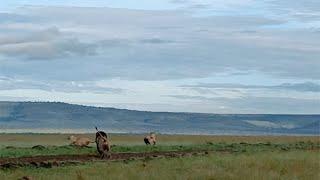 Nomadic males being way too close to dominant males