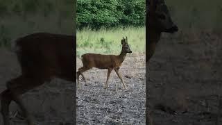 A deer joins me in the field.