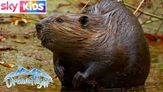 Dreamflight - Baby Beavers - Sleepy Stories - FULL EPISODE - Sky Kids